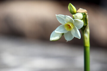 白色の水仙の花のクローズアップ