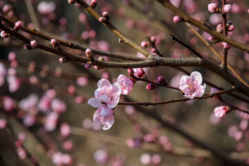 木の先に咲いたピンク色の花