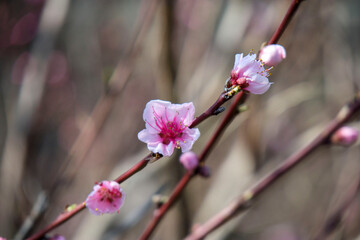 木の先に咲いたピンク色の花