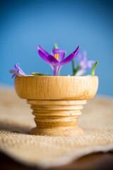 early spring purple flowers crocuses on blue background