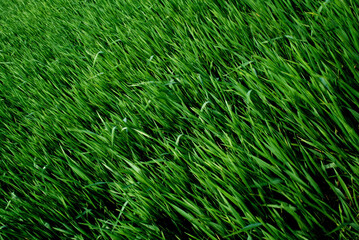 green grass background