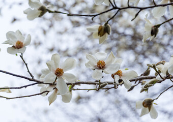 A lot of gorgeous white flowers of Magnolia kobus (Kobushi) in spring Arboretum Park Southern Cultures in Sirius (Adler) Sochi. Nature concept for design