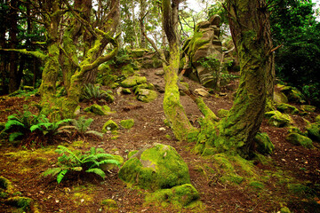Fototapeta premium fern in the forest