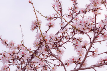 Ramas de un almendro en flor en un campo.