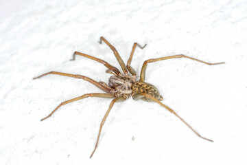 Spiders in Germany with net and taken as macro in best quality
