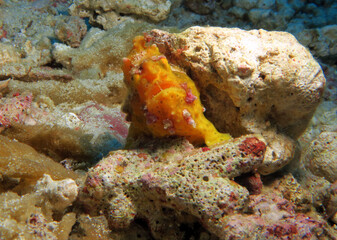 A yellow Warty Frogfish leaning on a rock Pescador Island Philippines