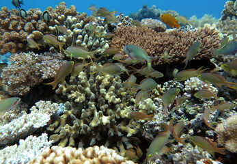 Naklejka na ściany i meble Threadfin Anthias on hard corals Pescador island Philippines 