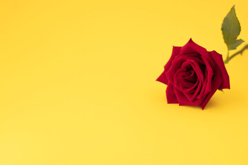 One red rose on yellow background with space for your text.