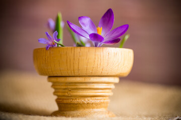 spring early purple crocuses in a wooden pot