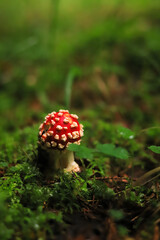 beautiful fly agaric with a bright red hat in the forest