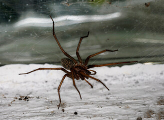 Spiders in Germany with net and taken as macro in best quality
