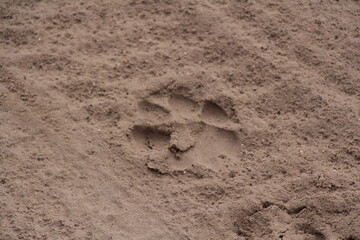 footprint in the sand