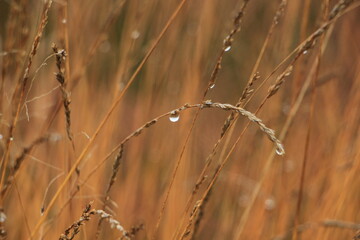 Wheat, wet, waterdrop in the lüneburg heath