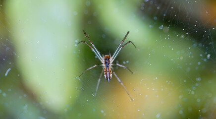 Spiders in Germany with net and taken as macro in best quality
