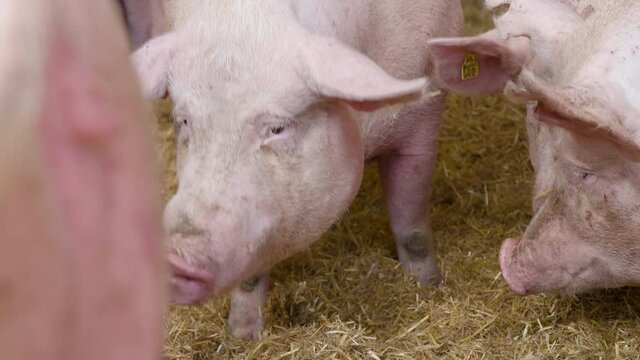 Pigs in pig pen arguing talking about hay grass in farm animals shelter farming cattle slaughter industry food bacon consumer feeding country vegan veganism burger society money harvesting wild galt