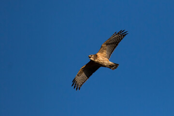 Fototapeta na wymiar red-shouldered hawk (Buteo lineatus) 