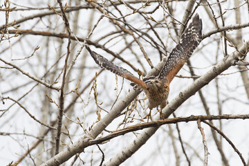 red-shouldered hawk (Buteo lineatus) 