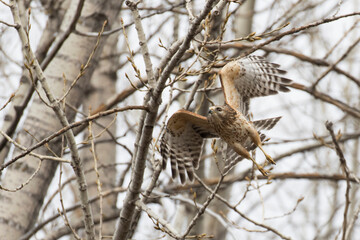 red-shouldered hawk (Buteo lineatus) 