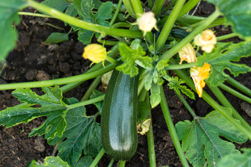 one fresh ripe green zucchini on the garden bed. Concept harvesting.