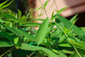 Paederia linearis Hook