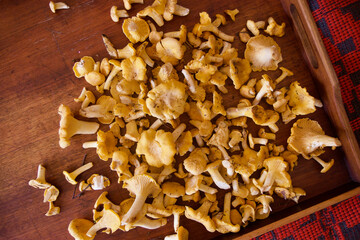 bright yellow freshly picked chanterelle mushrooms on a wooden tray