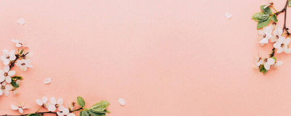 Sakura background with flower blossom and April floral nature on pink. Beautiful scene with blooming tree. Easter Sunny day. Orchard abstract blurred background. Springtime.