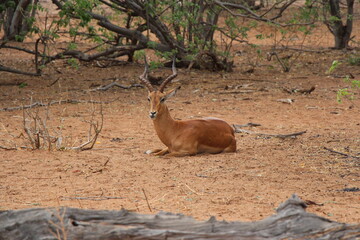 animal in a nationalpark in namibia