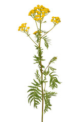 Tansy (Tanacetum Vulgare) flowers