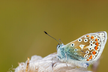 Brown Argus Butterfly on a Flower