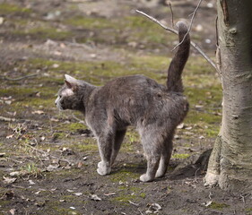 Spring cat puts a mark on a tree