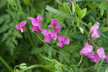 Fototapeta na wymiar pink flowers of meadow pea (Lathyrus tuberosus) in a summer meadow, selective focus