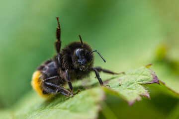 Bumblebee on a Green Leaf Bokeh