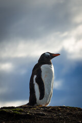 Naklejka premium Colony of Magellanic penguins in Martillo Island, Ushuaia, Tierra del Fuego, Argentina.
