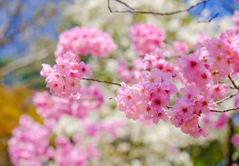 上田城跡公園 桜