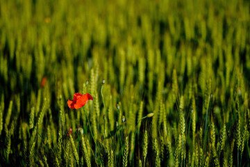 poppy in the field