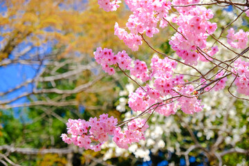 上田城跡公園 桜