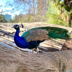 Obraz premium peacock bird in nature, tail is not loose