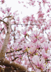 Magnolia tree in blossom, pink flowers
