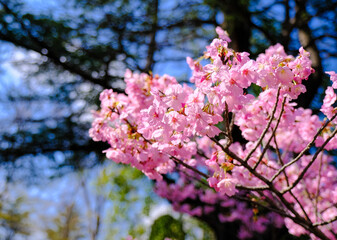 上田城跡公園 桜