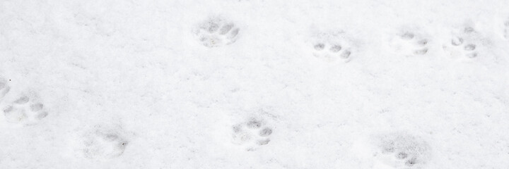 winter background: fresh clean even snow, large snowflakes, cat footprints