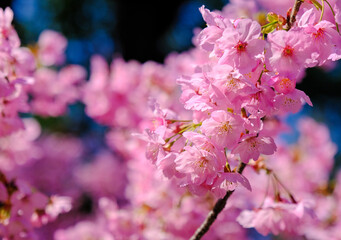上田城跡公園 桜