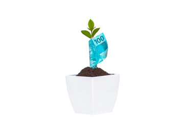 Money investment concept cash growing in a vase