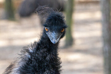 Fototapeta premium Emu, angry Bird, böser Blick, komischer Vogel, Frisur