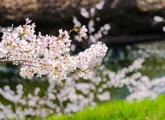 上田城跡公園 お堀の桜