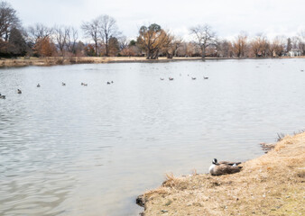 Goose resting and covering her eggs near a fresh water pond in Denver, Colorado.