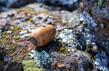 Fallen acorn on a rock covered with moss and lichen in the woods during autumn with beautiful autumnal colors.