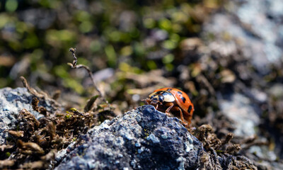 Macro image of a Ladybird on a rock covered with moss and lichen. Insects in nature.