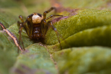 Falsa viuda negra frente