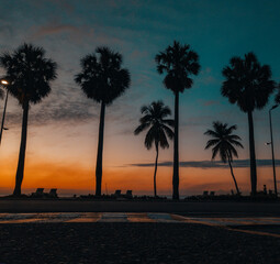 Fototapeta na wymiar palmeras 