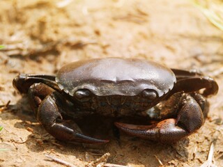 A large purple crab with a strong shape.